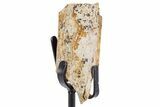 Fossil Hadrosaur Rib Section w/ Metal Stand - South Dakota #340088-1